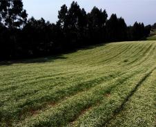 parana-agro-plantacao_de_camomila-mandirituba-14-09-21_8.jpg