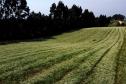 parana-agro-plantacao_de_camomila-mandirituba-14-09-21_8.jpg