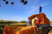 tomate024.jpg