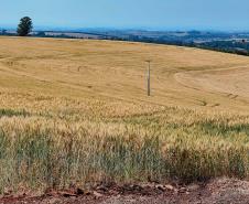 campo_trigo_foto_rdziura-3.jpg