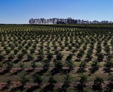 campo_trigo_foto_rdziura-3.jpg