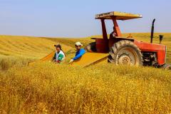 parana-agro-plantacao_de_camomila-mandirituba-14-09-21_34.jpg