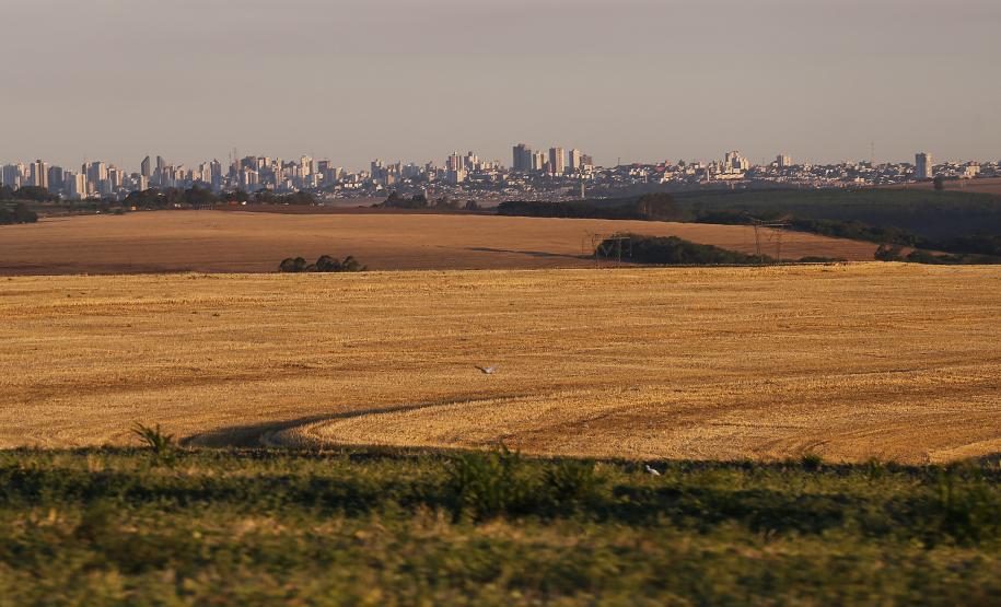 cascavel_2.jpg