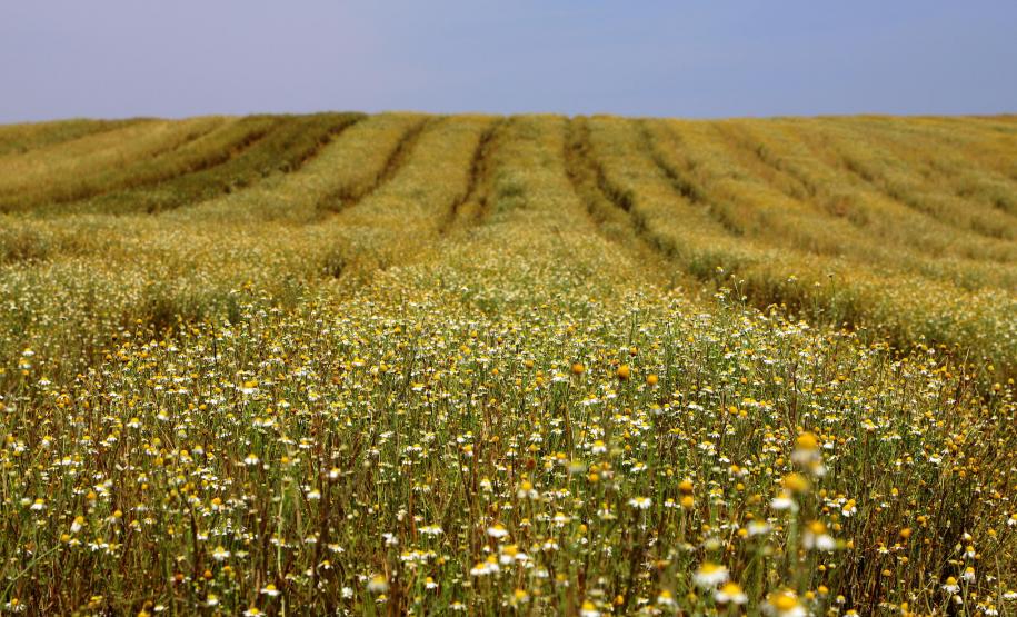 parana-agro-plantacao_de_camomila-mandirituba-14-09-21_26.jpg