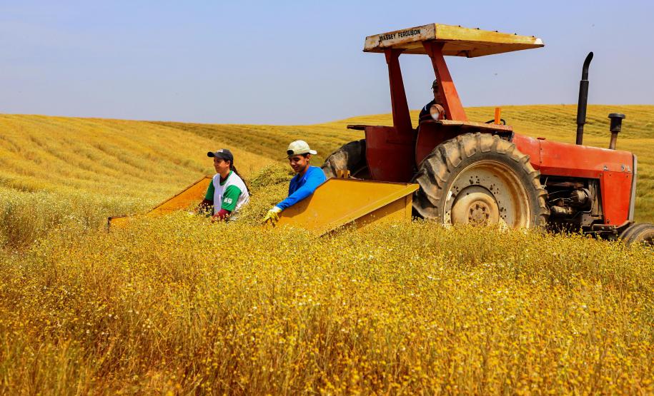 parana-agro-plantacao_de_camomila-mandirituba-14-09-21_34.jpg