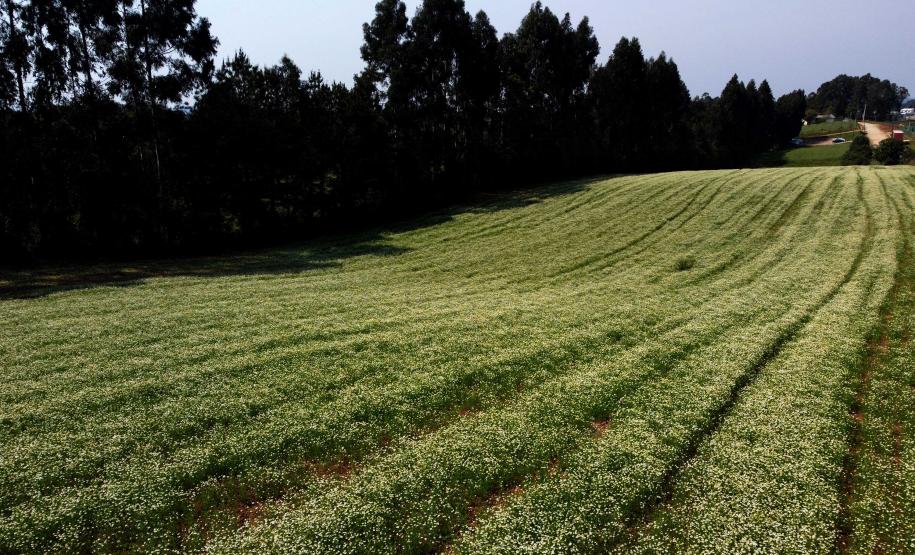 parana-agro-plantacao_de_camomila-mandirituba-14-09-21_8.jpg